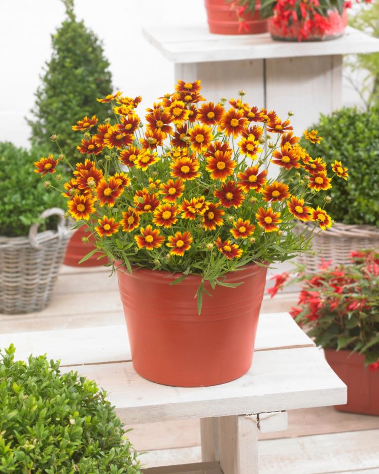 Coreopsis 'Li'l Bang Daybreak'